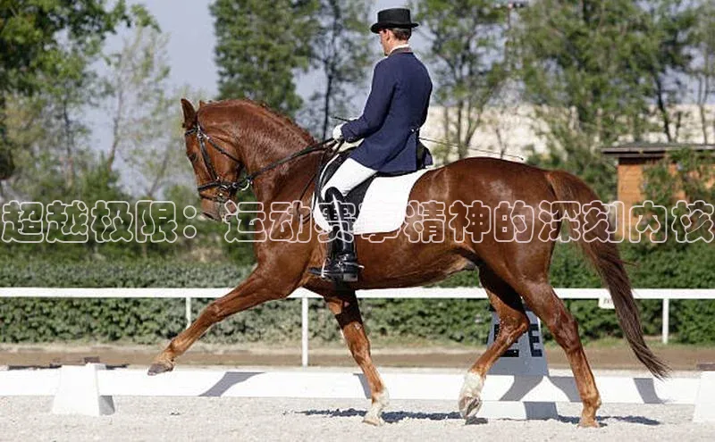 人人体育手机版